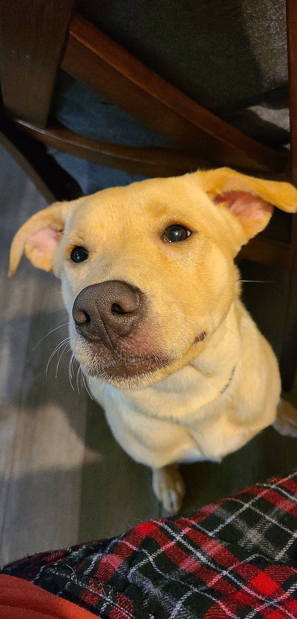 Courage joined the competition — help win amazing prizes! animal_shelter, canidae, carnivore, companion_dog, dog, dog_breed, fawn, korean_jindo_dog, labrador_retriever, mammal, nose, potcake_dog, puppy, rare_breed_dog, retriever, snout, sporting_group, street_dog, vertebrate, whiskers