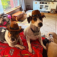 Pancho And Lefty is registered to the contest to win money with this photo: dog, cowboy_hat, pet, blanket, living_room, window, sunlight, furniture, carpet, decor, wood_floor, couch, home_interior, animal, cute, indoors, portrait, two_dogs, hat, relaxing