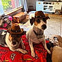 dog, cowboy_hat, pet, blanket, living_room, window, sunlight, furniture, carpet, decor, wood_floor, couch, home_interior, animal, cute, indoors, portrait, two_dogs, hat, relaxing