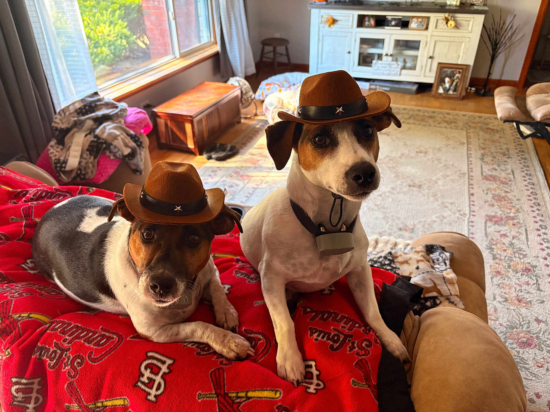 Pancho And Lefty is registered to the contest to win money with this photo: dog, cowboy_hat, pet, blanket, living_room, window, sunlight, furniture, carpet, decor, wood_floor, couch, home_interior, animal, cute, indoors, portrait, two_dogs, hat, relaxing