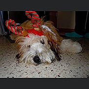 Murphy joined the competition — help win amazing prizes! animal, black_nose, brown, carpet, costume, cute, dog, festive, floor, fur, furniture, holiday, home, indoor, lying_down, pet, reindeer_antlers, sleepy, slippers, white