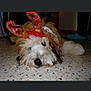 animal, black_nose, brown, carpet, costume, cute, dog, festive, floor, fur, furniture, holiday, home, indoor, lying_down, pet, reindeer_antlers, sleepy, slippers, white