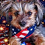 american_flag, animal, background, bandana, blue, celebration, closeup, cute, decor, dog, festive, fireworks, fur, holiday, patriotic, pet, portrait, red, stars, white