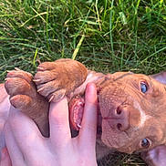Lucky is registered to the contest to win money with this photo: animal, baby, bird, bodypart, bulldog, canine, dog, face, finger, grass, hand, head, hound, person, pet, photography, pitbull, plant, portrait, puppy
