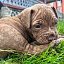 Lucky is registered to the contest to win money with this photo: animal, bodypart, boxer, boy, bulldog, canine, child, dog, finger, frenchbulldog, grass, hand, lawn, male, person, pet, pitbull, plant, puppy, snout
