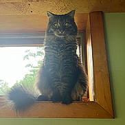 Sunny joined the competition — help win amazing prizes! abyssinian, angora, animal, blackcat, cat, closet, drawer, furniture, hardwood, indoors, interiordesign, kitten, manx, pet, plywood, shelf, stainedwood, window, windowsill, wood