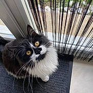 Tiplouf participe au concours pour gagner de l'argent avec cette photo : cat, black_and_white, fluffy, golden_eyes, whiskers, mat, glass_door, curious, indoor, window, curtain_strands, pet, animal, looking_up, floor, home, domestic_cat, feline, close_up