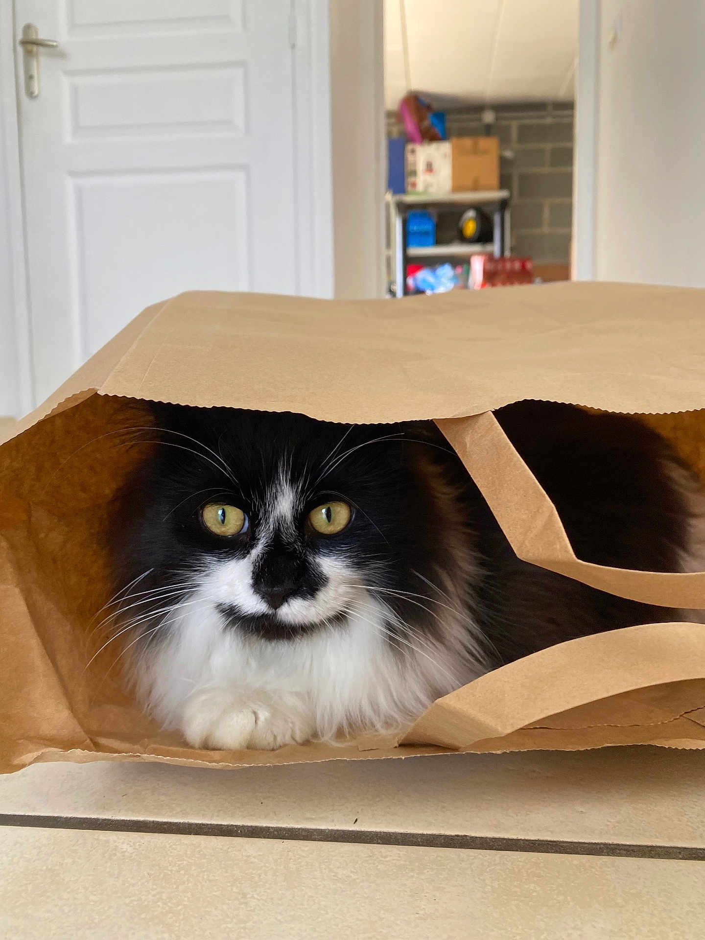 Tiplouf participe au concours pour gagner de l'argent avec cette photo : cat, black_and_white, fluffy, paper_bag, indoor, curious, eyes, whiskers, fur, pet, animal, cozy, face, nose, paws, floor, door, background, household, domestic