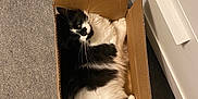 Tiplouf participe au concours pour gagner de l'argent avec cette photo : cat, black_and_white, fluffy, cardboard_box, indoor, carpet, pet, feline, resting, cozy, cute, whiskers, curious, paw, relaxed, domestic_animal, animal, box, fur, household
