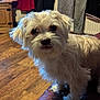 Bruce is registered to the contest to win money with this photo: affenpinscher, animal, architecture, building, canine, couch, dog, furniture, hardwood, indoors, interiordesign, livingroom, pet, plywood, poodle, puppy, room, terrier, whitedog, wood