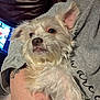 Bruce joined the competition — help win amazing prizes! animal, canine, computer, computerhardware, couch, cushion, dog, electronics, furniture, hardware, homedecor, laptop, monitor, pc, pet, puppy, screen, terrier, tv, whitedog