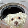 animal, appliance, canine, device, dog, electricaldevice, laundry, pet, puppy, terrier, washer