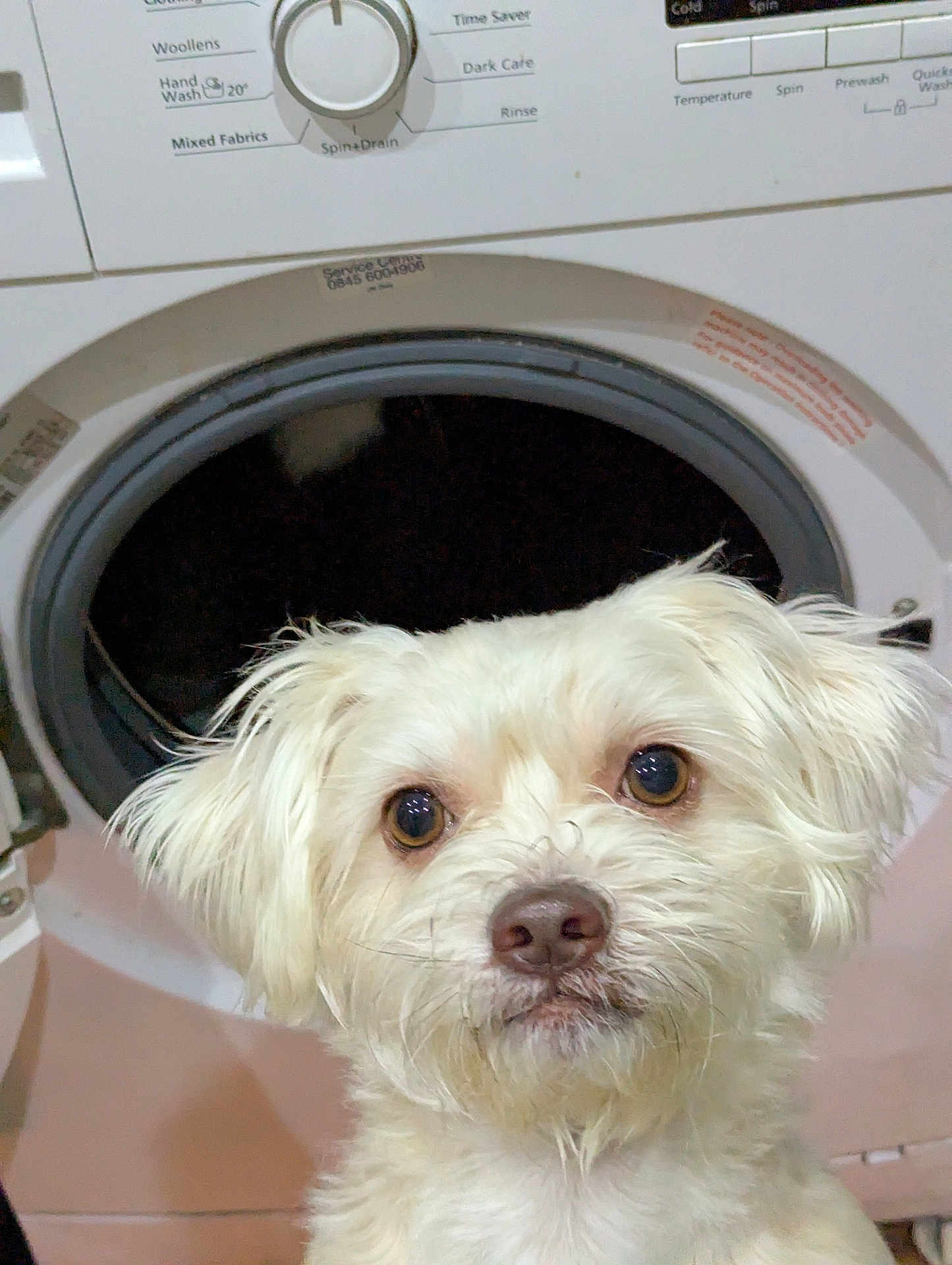 Bruce is registered to the contest to win money with this photo: animal, appliance, canine, device, dog, electricaldevice, laundry, pet, puppy, terrier, washer