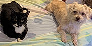 Bruce joined the competition — help win amazing prizes! animal, bed, bedroom, blanket, canine, cat, couch, cushion, dog, furniture, homedecor, indoors, kitten, linen, manx, pet, puppy, quilt, room, terrier
