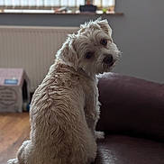 Bruce is registered to the contest to win money with this photo: animal, architecture, building, canine, cockerspaniel, couch, dog, furniture, hardwood, hound, indoors, interiordesign, livingroom, pet, poodle, puppy, room, terrier, whitedog, wood