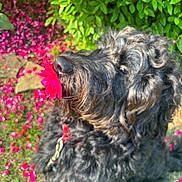 Saban joined the competition — help win amazing prizes! dog, flower, red_flower, petals, greenery, grass, outdoor, curly_fur, black_dog, nature, garden, close_up, animal, canine, leaf, summer, sunlight, playful, cute, flora