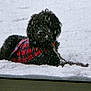 Saban joined the competition — help win amazing prizes! dog, black_dog, snow, plaid_jacket, winter, outdoor, pet, lying_down, snowfall, cold, fur, canine, animal, leash, window_screen, texture, daytime, nature, winter_clothing, snowy_landscape