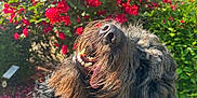 Saban is registered to the contest to win money with this photo: dog, black_dog, happy, smiling, outdoor, flower_bush, red_roses, sunlight, nature, pet, fur, tongue, nose, garden, leaf, greenery, plants, animal, closeup, daylight