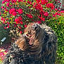 dog, black_dog, happy, smiling, outdoor, flower_bush, red_roses, sunlight, nature, pet, fur, tongue, nose, garden, leaf, greenery, plants, animal, closeup, daylight