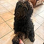 Saban joined the competition — help win amazing prizes! dog, paw, hand, tile_floor, indoor, curly_fur, brown_fur, black_fur, cabinet, human_hand, pet, friendly, animal, floor, home, light, shaking_hands, interaction, cute, companion