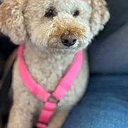 Mimi joined the competition — help win amazing prizes! adorable, animal, brown, calm, canine, closeup, companion, cute, dog, domestic_animal, fluffy, friendly, fur, indoor, mammal, orange_bow, pet, pink_harness, portrait, sitting