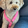 adorable, animal, brown, calm, canine, closeup, companion, cute, dog, domestic_animal, fluffy, friendly, fur, indoor, mammal, orange_bow, pet, pink_harness, portrait, sitting
