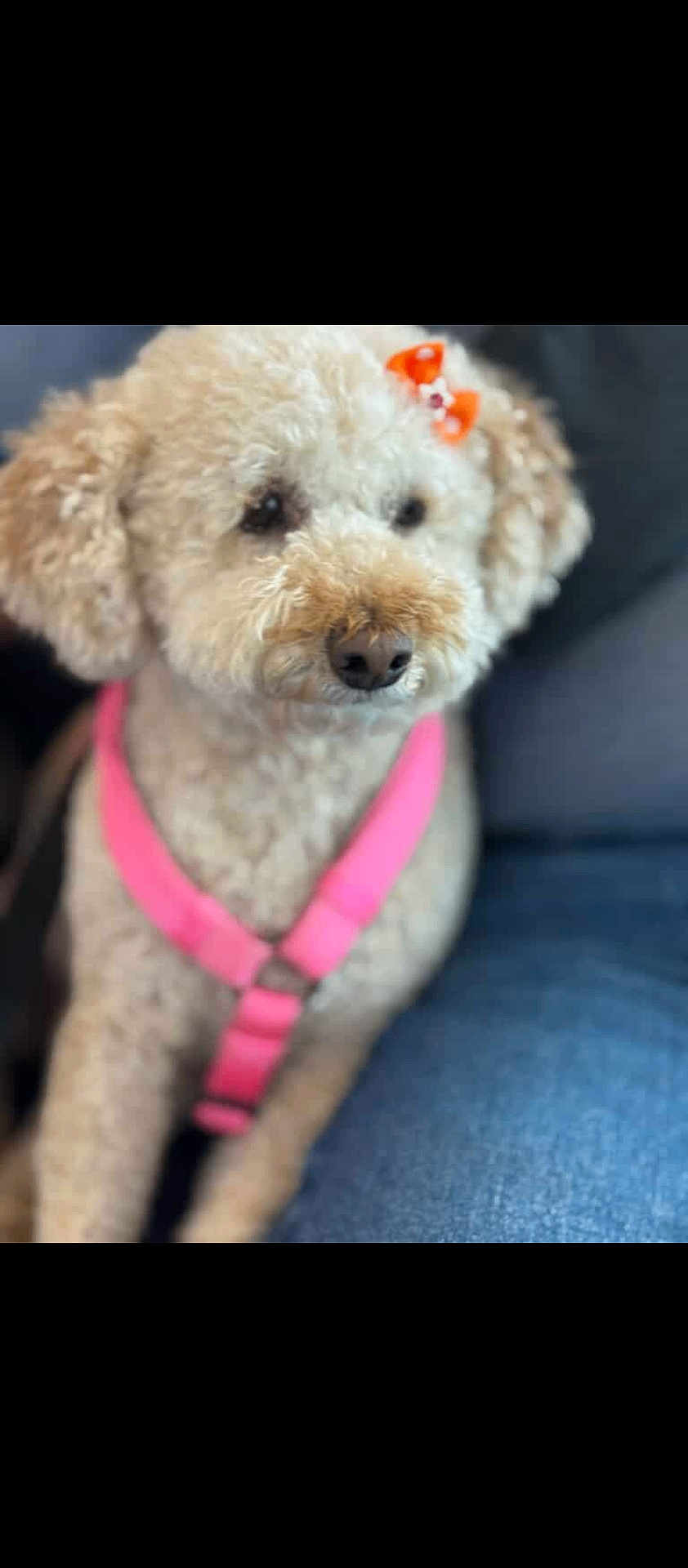 Mimi
