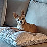 dog, chihuahua, small_dog, pet, animal, sitting, cushion, sofa, couch, indoor, home, living_room, portrait, upright_ears, brown_and_white, short_hair, alert, cute, patterned_fabric, photography