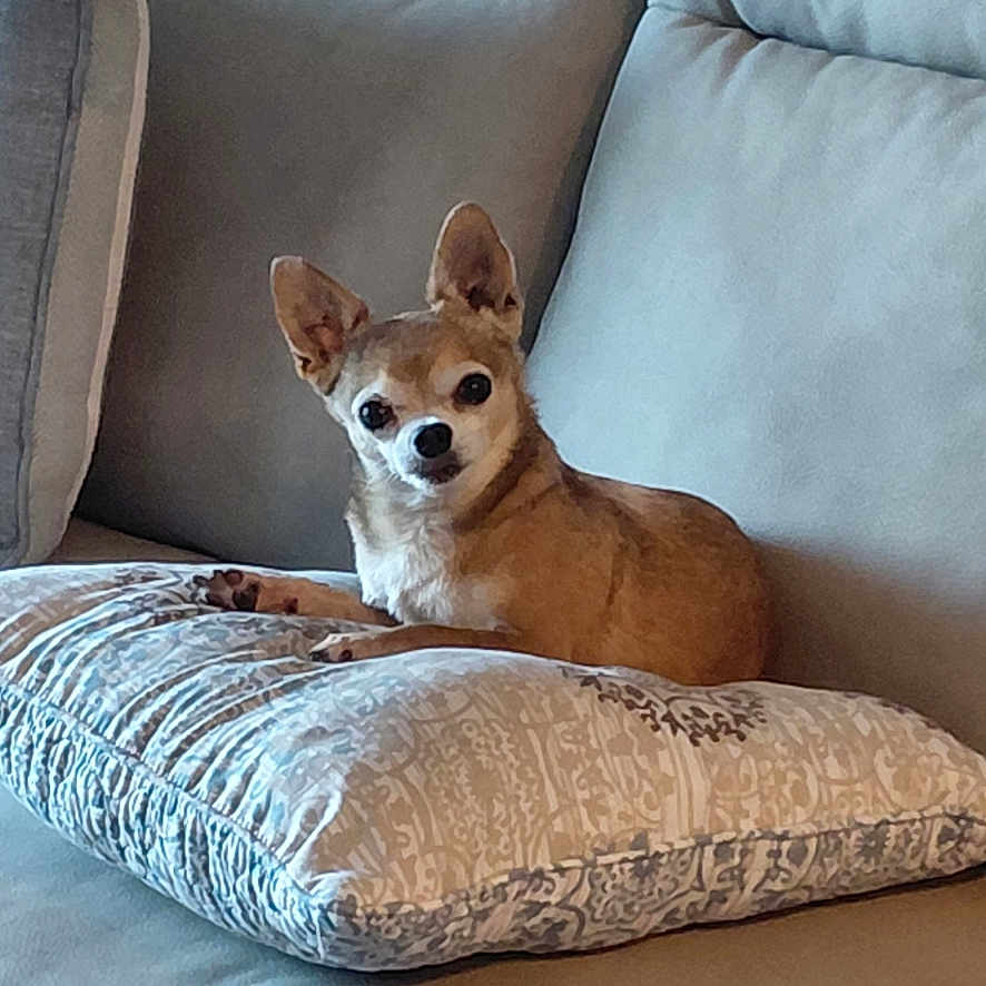 Peewee joined the competition — help win amazing prizes! dog, chihuahua, small_dog, pet, animal, sitting, cushion, sofa, couch, indoor, home, living_room, portrait, upright_ears, brown_and_white, short_hair, alert, cute, patterned_fabric, photography