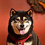 dog, shiba_inu, tongue, harness, portrait, pet, animal, smiling, closeup, indoor, warm_background, shallow_depth_of_field, ears, fur, whiskers, collar, brown_background, studio, adorable, happy