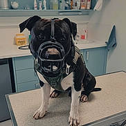 Ulk Et Phalko participe au concours pour gagner de l'argent avec cette photo : dog, pitbull, muzzle, harness, exam_table, veterinary_clinic, clinic_room, paws, black_fur, white_paws, snout, metal_table, sink, cabinet, bottles, medical_supplies, leash, sitting, indoors, patient