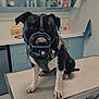 dog, pitbull, muzzle, harness, exam_table, veterinary_clinic, clinic_room, paws, black_fur, white_paws, snout, metal_table, sink, cabinet, bottles, medical_supplies, leash, sitting, indoors, patient