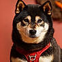 dog, shiba_inu, portrait, red_harness, fur, ears, nose, whiskers, brown_eyes, pink_background, studio_shot, closeup, pet, animal, sitting, expression, face, adorable, portrait_photography, domestic_pet