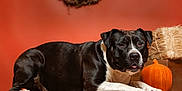 Ulk participe au concours pour gagner de l'argent avec cette photo : dog, black_and_white, pumpkin, hay_bale, wreath, autumn, fall_decor, studio_portrait, lying_down, table_top, short_fur, paw, nose, eyes, animal, pet, wooden_table, orange_background, decor, cute