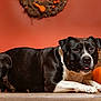 dog, black_and_white, pumpkin, hay_bale, wreath, autumn, fall_decor, studio_portrait, lying_down, table_top, short_fur, paw, nose, eyes, animal, pet, wooden_table, orange_background, decor, cute