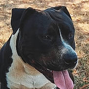 Ulk a rejoint le concours — aidez-le/la à gagner de superbes lots ! dog, pitbull, panting, tongue_out, sitting, outdoor, grass, autumn_leaves, close_up, pet, black_and_white, fur, nose, ears, eyes, mouth_open, portrait, park, animal, happy
