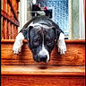 Ulk participe au concours pour gagner de l'argent avec cette photo : banister, close_up, dog, doorway, expression, home_interior, indoors, looking_down, muzzle, patterned_wall, paws, pet, pitbull, portrait, resting, sad_eyes, staircase, stairs, wood_grain, wooden_stairs