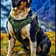 Ulk a rejoint le concours — aidez-le/la à gagner de superbes lots ! alert, brown_and_white, canine, closeup, dog, ear, grass, harness, mountain, muscular, nature, nose, outdoor, paws, pet, portrait, shallow_depth_of_field, short_hair, sitting, vivid_colors