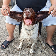 Rocky participe au concours pour gagner de l'argent avec cette photo : dog, pet, happy, tongue_out, ears, floppy_ears, person, hands, shorts, black_slides, outdoor, stone_floor, sitting, brown_and_white, collar, smiling, close_up, legs, casual, joy