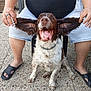 dog, pet, happy, tongue_out, ears, floppy_ears, person, hands, shorts, black_slides, outdoor, stone_floor, sitting, brown_and_white, collar, smiling, close_up, legs, casual, joy