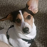 Jack joined the competition — help win amazing prizes! dog, pet, animal, canine, white_fur, brown_fur, black_fur, ear, harness, carpet, indoor, looking_up, close_up, cute, curious, sitting, face, portrait, domestic_animal, companion