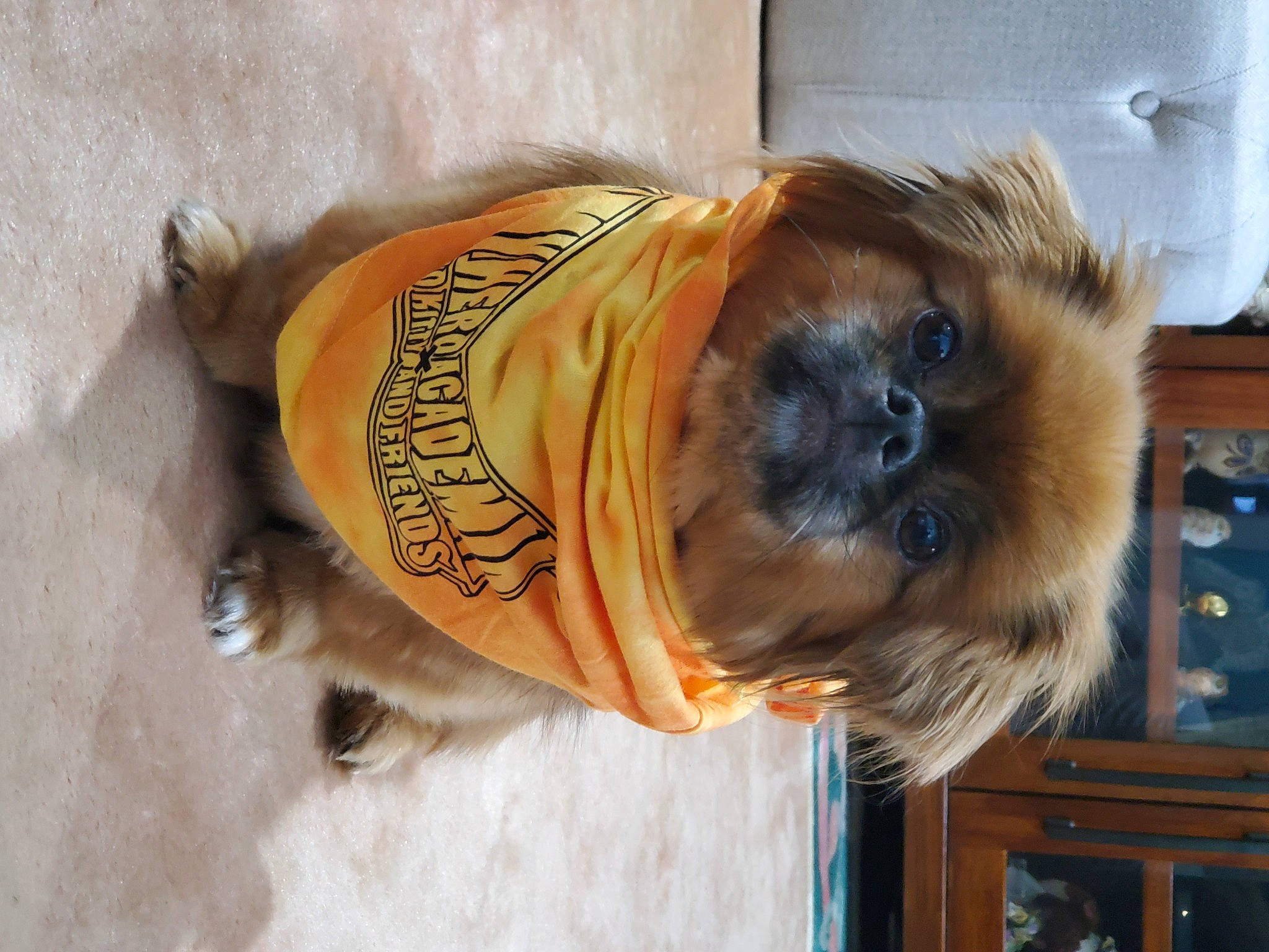 Eevee joined the competition — help win amazing prizes! cabinetry, canidae, carnivore, companion_dog, dog, dog_breed, dog_clothes, door, drawer, feather, felidae, fur, hardwood, liver, pet_supply, sporting_group, toy_dog, wood, working_animal