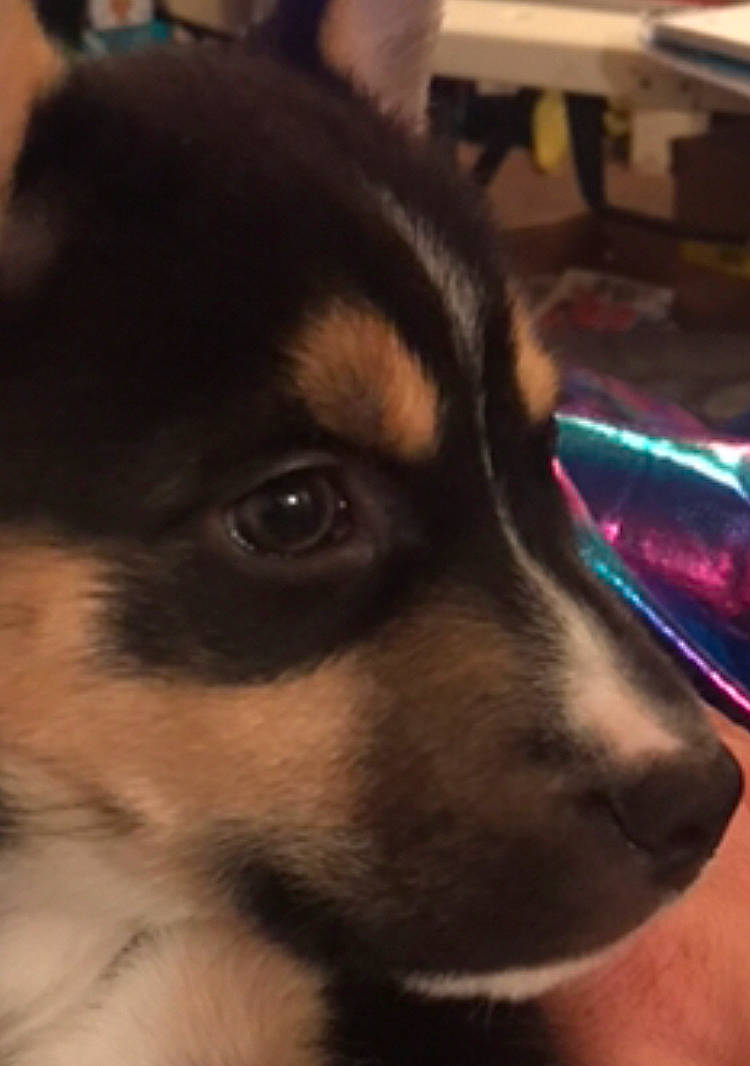 Mabel is registered to the contest to win money with this photo: canidae, carnivore, close_up, companion_dog, dog, dog_breed, ear, fawn, fur, herding_dog, paw, puppy, sporting_group, terrestrial_animal, whiskers, wood, working_dog