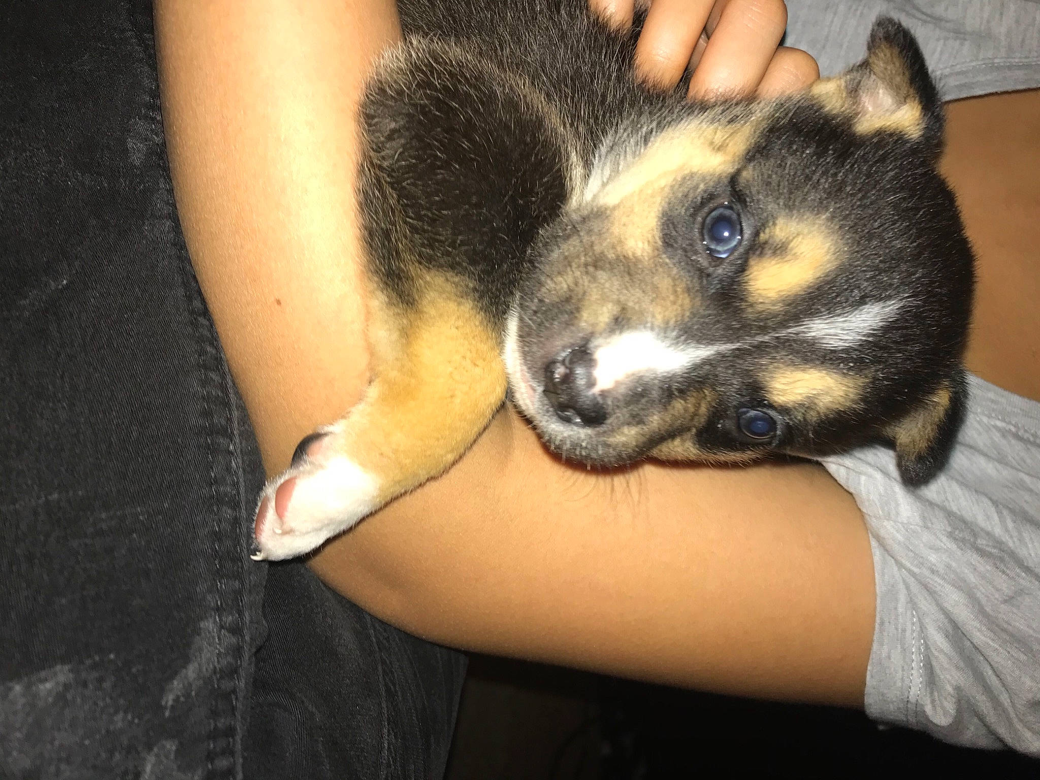 Mabel joined the competition — help win amazing prizes! canidae, carnivore, claw, comfort, companion_dog, dog, dog_breed, ear, fawn, finger, fur, gesture, hand, human_leg, nail, paw, sitting, snout, sporting_group, whiskers