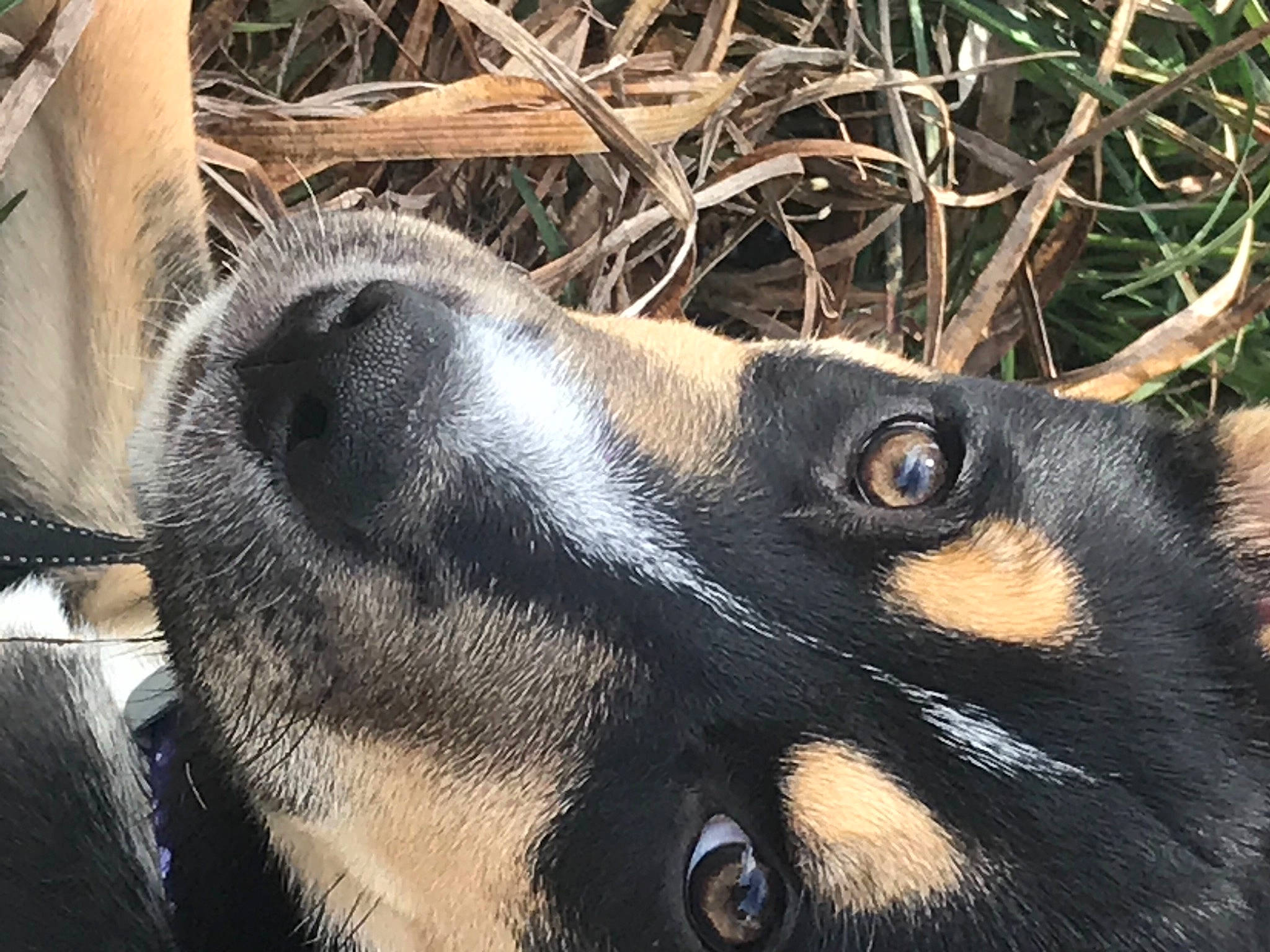 Mabel is registered to the contest to win money with this photo: canidae, carnivore, close_up, dog, dog_breed, eye, fawn, fur, guard_dog, head, light, pet_supply, snout, sporting_group, street_dog, terrestrial_animal, whiskers, wildlife, working_animal, working_dog