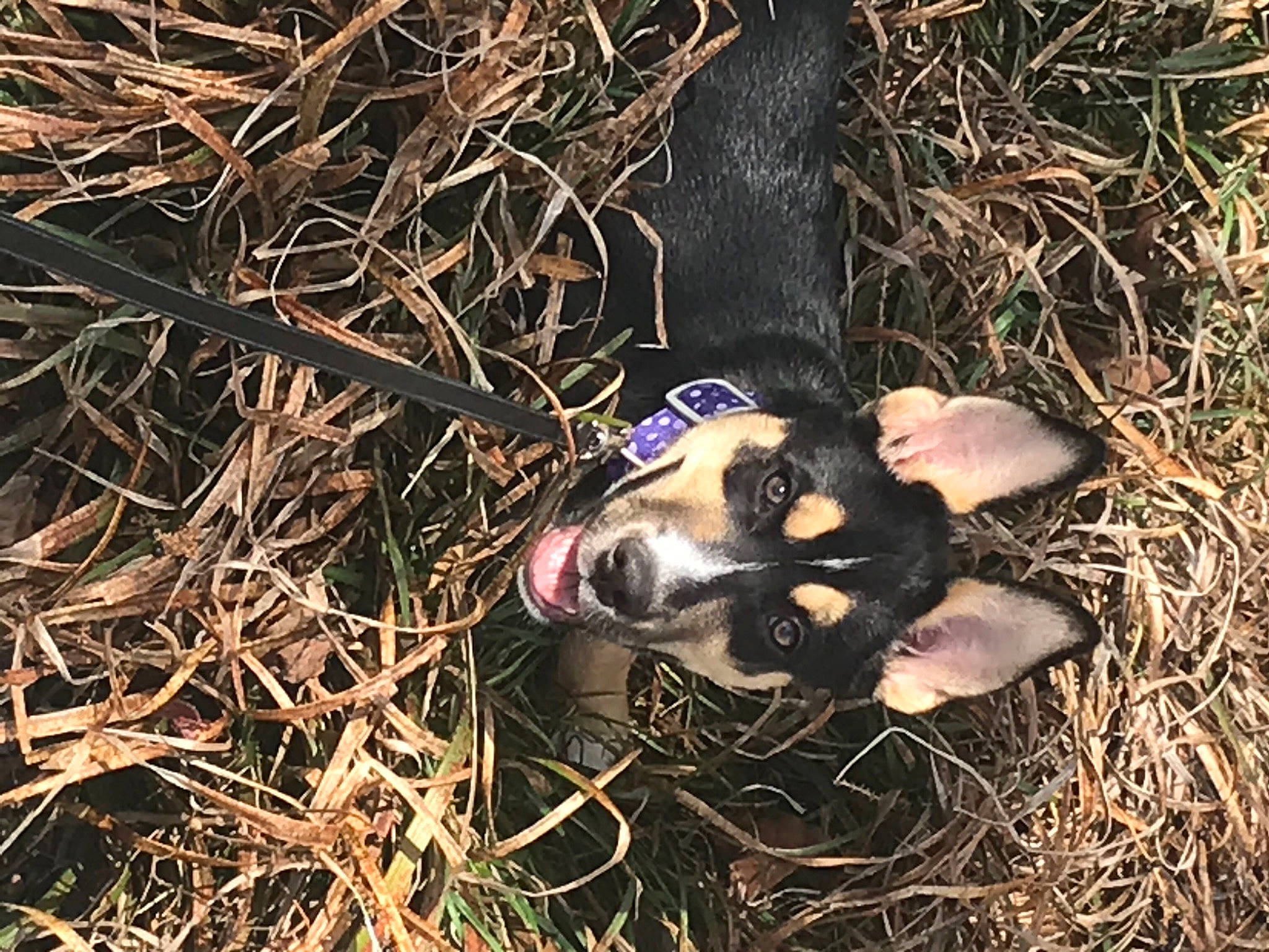 Mabel is registered to the contest to win money with this photo: canidae, carnivore, dog_breed, domestic_pig, fawn, fur, grass, hay, livestock, natural_material, plant, soil, sporting_group, straw, suidae, tasmanian_devil, terrestrial_animal, twig, wood, working_animal