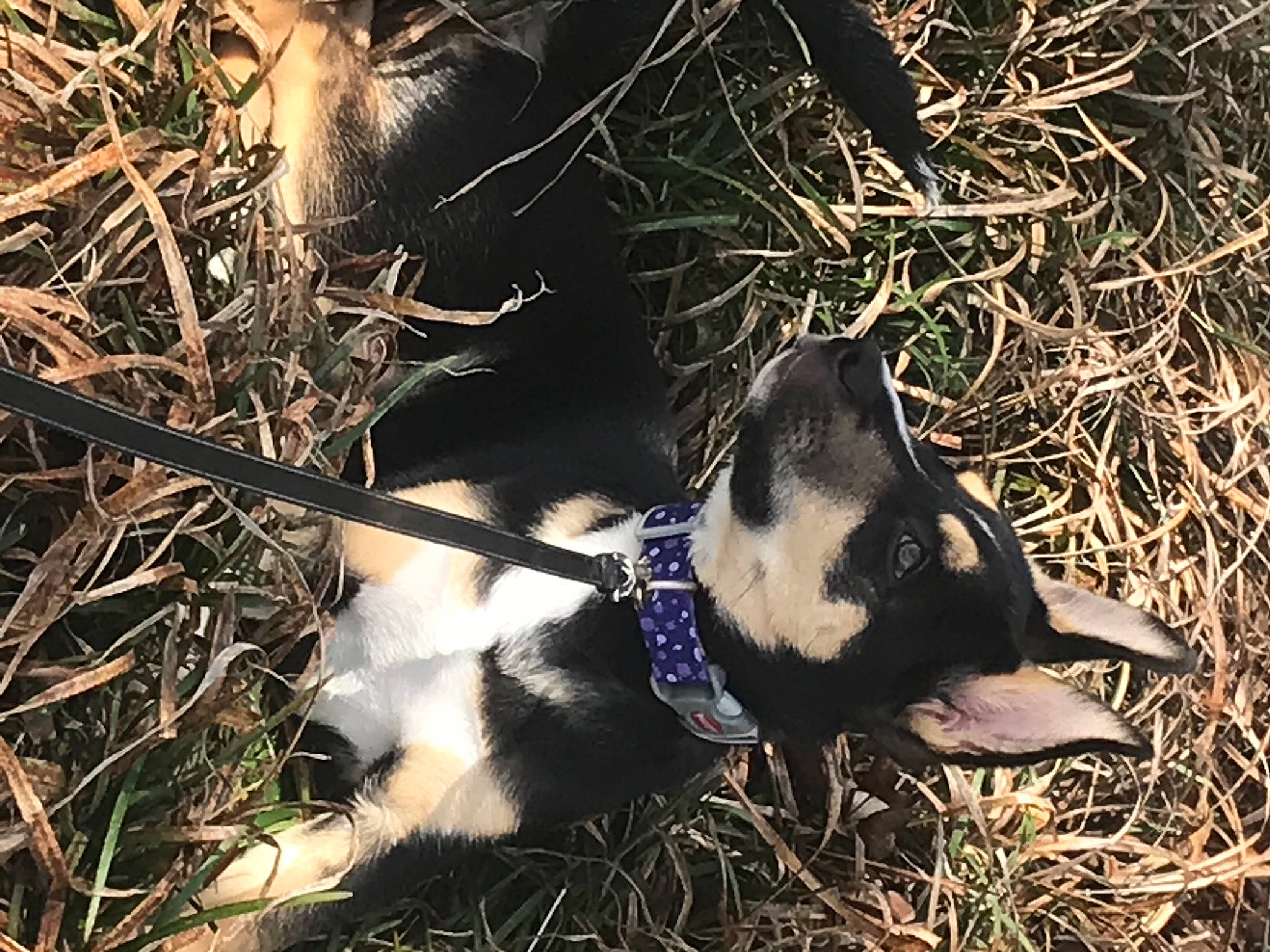 Mabel is registered to the contest to win money with this photo: canidae, carnivore, companion_dog, dog, dog_breed, electric_blue, fur, grass, natural_material, non_sporting_group, paw, plant, puppy, snout, soil, sporting_group, tail, terrestrial_animal, twig, whiskers