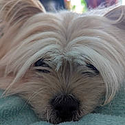 Mochi a rejoint le concours — aidez-le/la à gagner de superbes lots ! dog, close_up, fluffy, resting, sleepy, blanket, fur, nose, cute, pet, indoor, soft, animal, mammal, face, whiskers, relaxed, cozy, domestic, portrait