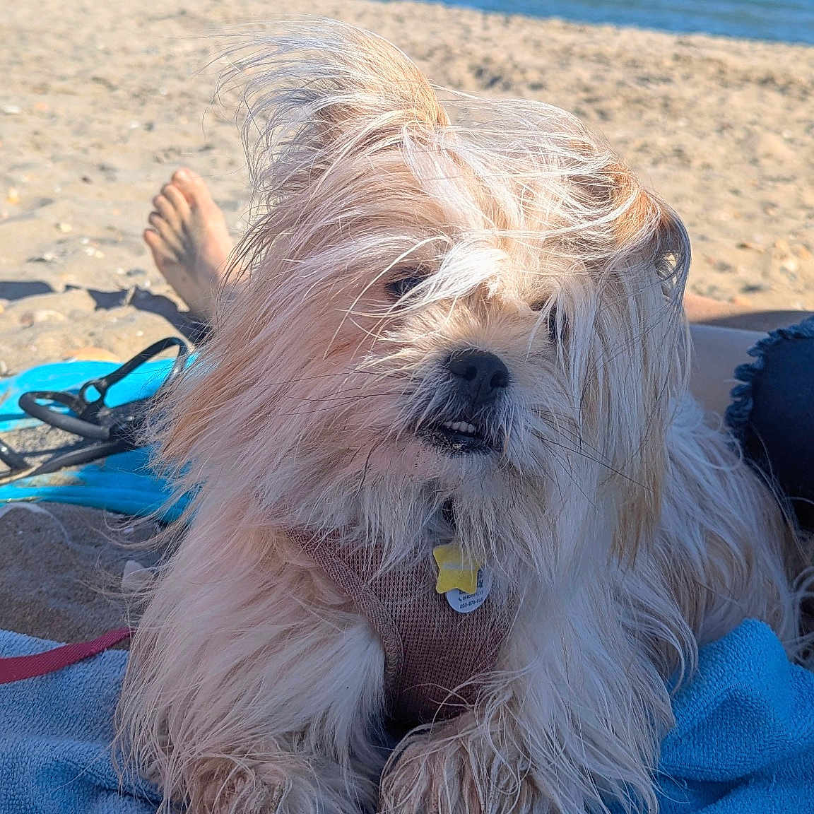 Mochi a rejoint le concours — aidez-le/la à gagner de superbes lots ! dog, beach, sand, towel, ocean, sky, fur, pet, outdoor, relaxing, sunny, water, waves, canine, animal, summer, vacation, nature, leash, paw