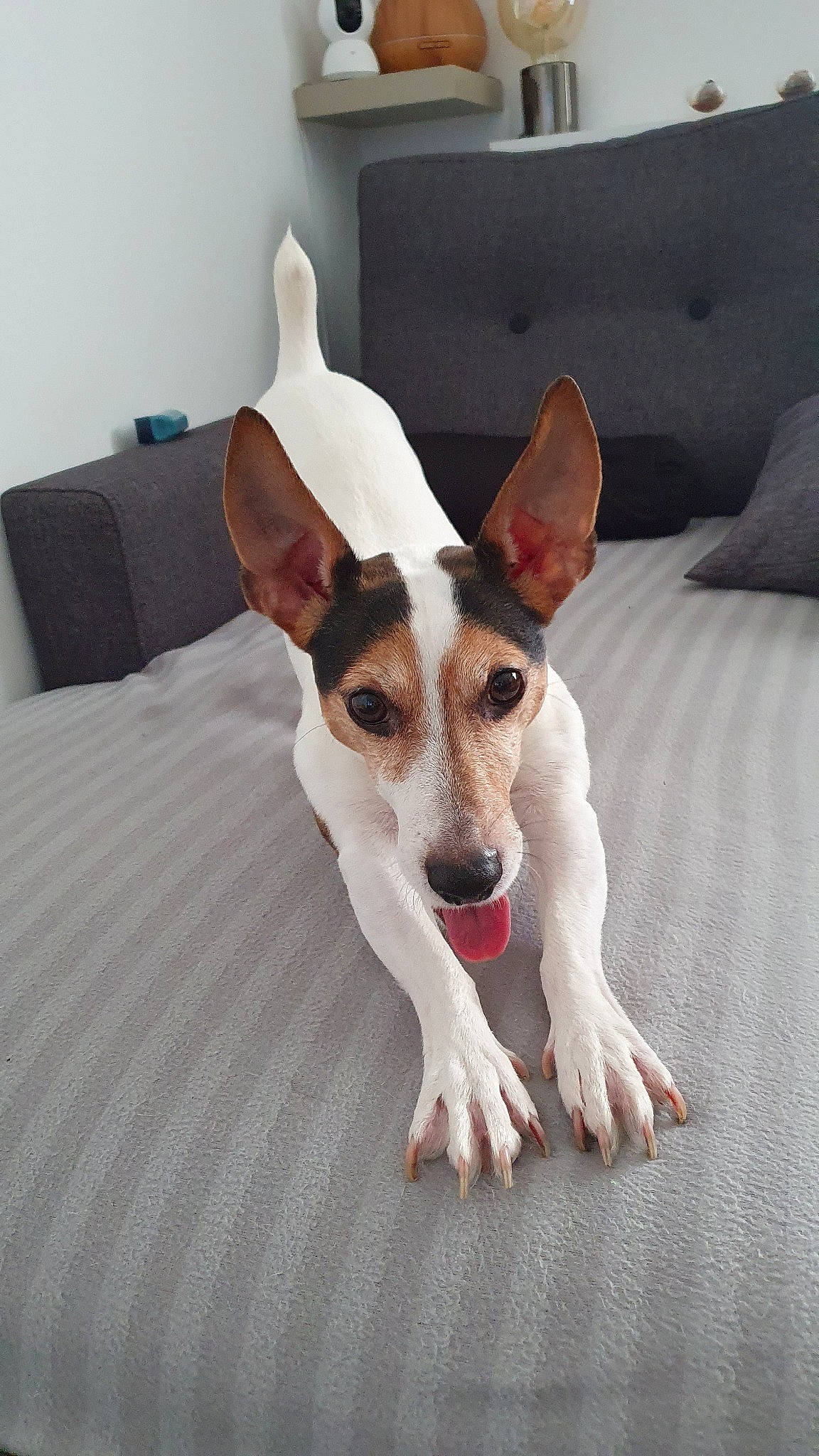 Night participe au concours pour gagner de l'argent avec cette photo : canidae, carnivore, companion_dog, dog, dog_breed, fawn, feist, jack_russell_terrier, mammal, miniature_fox_terrier, parson_russell_terrier, rare_breed_dog, rat_terrier, russell_terrier, smooth_fox_terrier, teddy_roosevelt_terrier, tenterfield_terrier, terrier, toy_fox_terrier, vertebrate